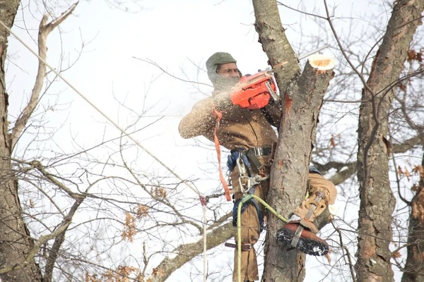 Tree Trimming Tree Trimming