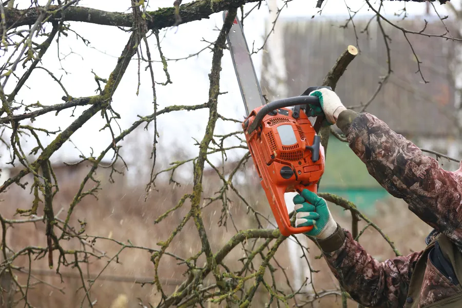 Affordable Tree Trimming Winter Haven, FL Affordable Tree Trimming Winter Haven, FL