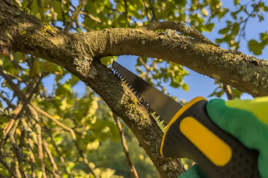 Excellent Tree Trimming Winter Haven, FL Excellent Tree Trimming Winter Haven, FL