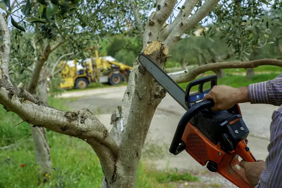Seasonal Tree Trimming Considerations Winter Haven, FL Seasonal Tree Trimming Considerations Winter Haven, FL