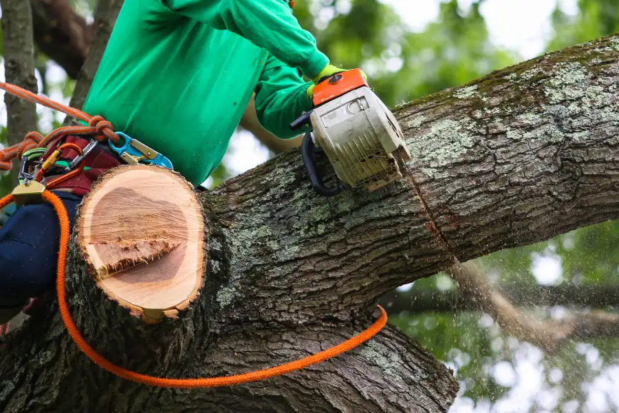Superior Tree Trimming Winter Haven, FL Superior Tree Trimming Winter Haven, FL
